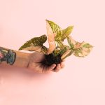 syngonium-pink-splash-mini