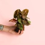 syngonium-maria-mini