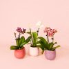 trio de mini orquídeas con nuevas macetas