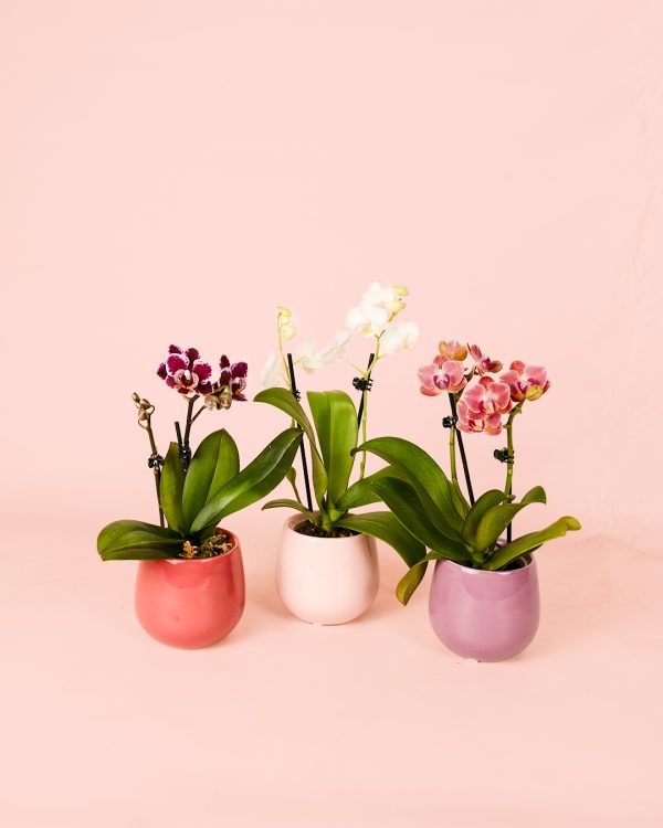 trio de mini orquídeas con nuevas macetas
