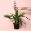 Aechmea Blue Rain planta