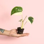 monstera thai constellation mini