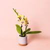 orquidea amarilla mini
