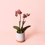 orquidea magenta mini