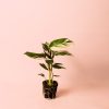 Ctenanthe Princess Dalya Planta