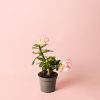 adenium obesum mini planta