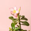 adenium obesum mini flor
