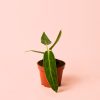 Anthurium Warocqueanum mini maceta
