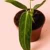 Anthurium Warocqueanum mini hoja