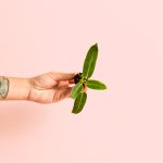 Anthurium Warocqueanum mini