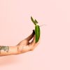 Anthurium Warocqueanum mini planta