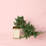 Bonsái Juniperus Cascade