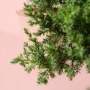 Bonsái Juniperus Cascade hojas