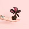 calathea roseopicta rosy mini