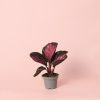 calathea roseopicta rosy maceta