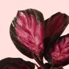 calathea roseopicta rosy mini hoja