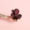 calathea roseopicta rosy