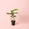 Ctenanthe Princess Dalya maceta