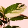 Ctenanthe Princess Dalya hoja