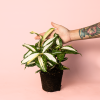 dracaena-variegada-planta