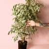 ficus hawai planta
