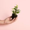 Ficus benjamin Natasja Mini planta