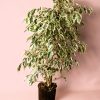 ficus hawai