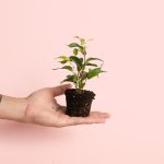Ficus benjamin Natasja Mini
