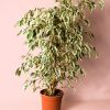 ficus hawai maceta