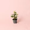 Ficus benjamin Natasja Mini Maceta