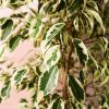 ficus hawai hoja