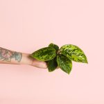 Homalomena Camuflaje Mini