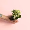 kalanchoe blanco mini