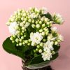 kalanchoe blanco mini flor