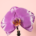 Orquidea - Phalaenopsis Singolo Victorio Flor