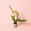 orquidea amarilla mini maceta
