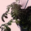 Solanum Uleanum hoja
