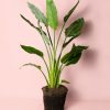 strelitzia-regina