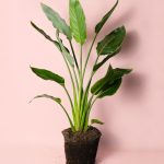 strelitzia-regina