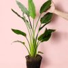 strelitzia-regina-planta