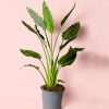 strelitzia-regina-maceta