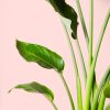 strelitzia-regina- hoja