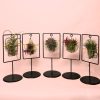 Tillandsia-mix-soporte-decorativo-todas