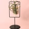 Tillandsia-mix-soporte-decorativo-medusa