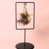 Tillandsia-mix-soporte-decorativo
