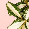 dracaena-variegada-hoja