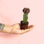 Cactus Gymnocalycium Japan Dark