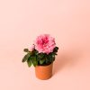 super mini maceta rhododendron pink