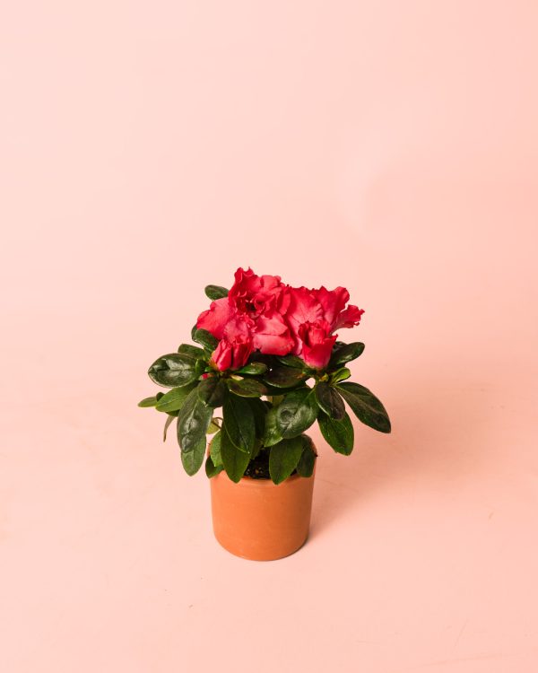 Rhododendron Rojo Mini - Imagen 3