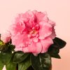 flor rosa rhododendron